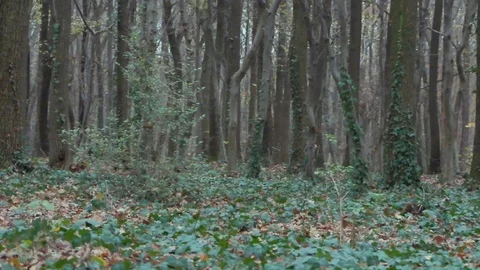 Forest in Zagreb, Croatia. Video stock 99156296