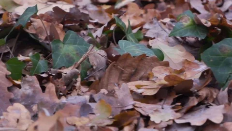 Forest in Zagreb, Croatia. Video stock 99156328