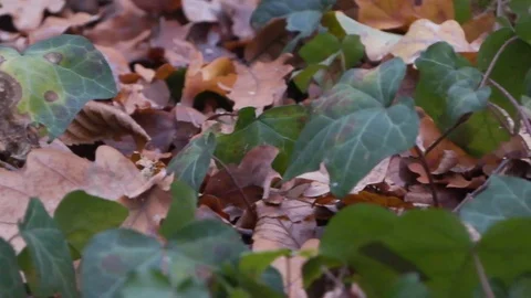 Forest in Zagreb, Croatia. Stockbeeldmateriaal 99156345