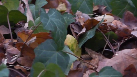 Forest in Zagreb, Croatia. Video stock 99156366
