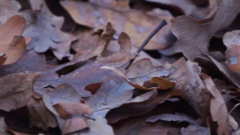 Forest in Zagreb, Croatia. Video stock 99156427
