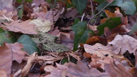 Forest in Zagreb, Croatia. Video stock 99156434