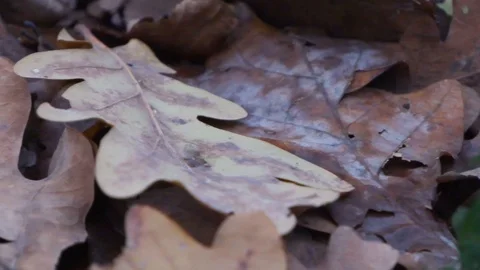 Forest in Zagreb, Croatia. Video stock 99156472