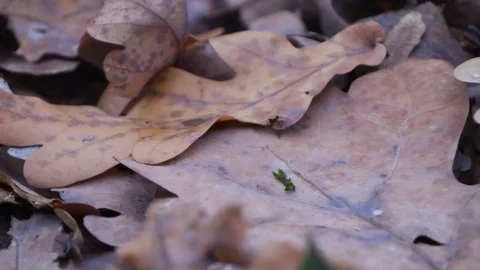 Forest in Zagreb, Croatia. Video stock 99156502