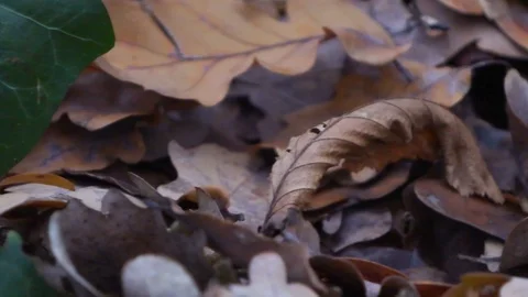 Forest in Zagreb, Croatia. Video stock 99156505