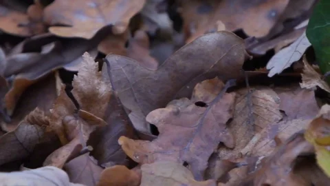 Forest in Zagreb, Croatia. Video stock 99156540