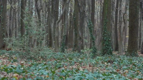 Forest in Zagreb, Croatia. Video stock 99156555