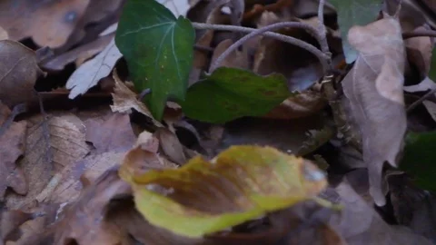 Forest in Zagreb, Croatia. Video stock 99156603