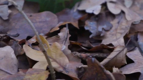 Forest in Zagreb, Croatia. Video stock 99156627