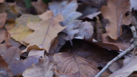 Forest in Zagreb, Croatia. Video stock 99156638