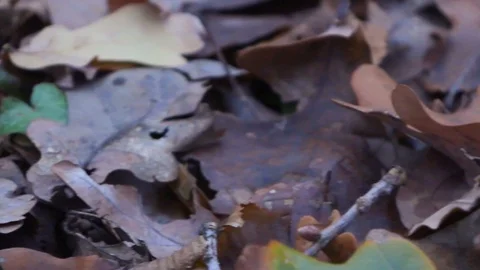 Forest in Zagreb, Croatia. Video stock 99156663