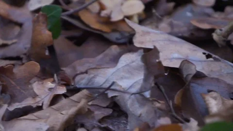 Forest in Zagreb, Croatia. Video stock 99156671