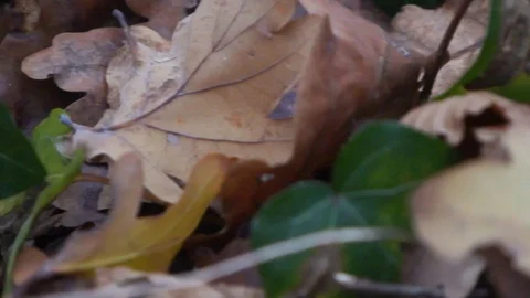 Forest in Zagreb, Croatia. Video stock 99156702