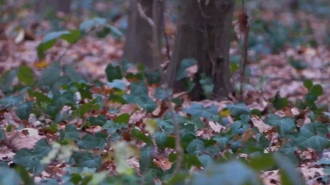 Forest in Zagreb, Croatia. Video stock 99156720