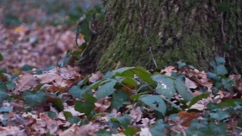 Forest in Zagreb, Croatia. Video stock 99156737