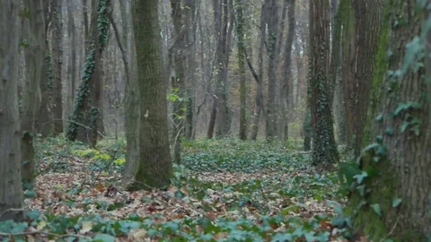 Forest in Zagreb, Croatia. Video stock 99156750