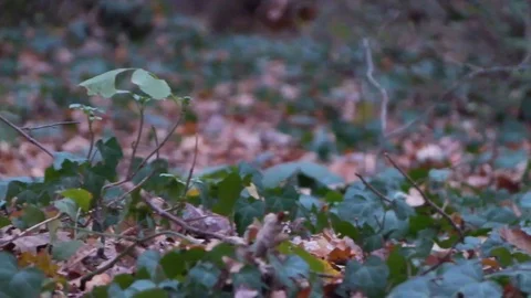 Forest in Zagreb, Croatia. Video stock 99156780