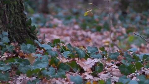 Forest in Zagreb, Croatia. Video stock 99156784