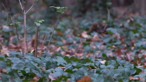 Forest in Zagreb, Croatia. Video stock 99156808