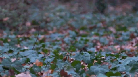 Forest in Zagreb, Croatia. Video stock 99156812