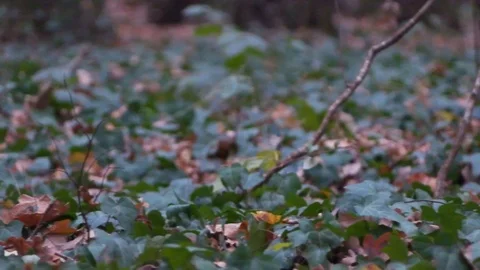 Forest in Zagreb, Croatia. Video stock 99156828