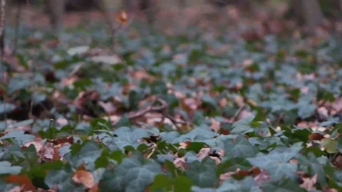 Forest in Zagreb, Croatia. Video stock 99156836