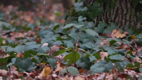 Forest in Zagreb, Croatia. Video stock 99156881