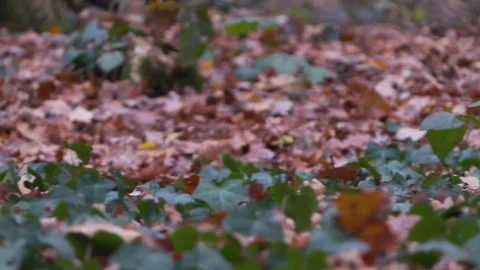 Forest in Zagreb, Croatia. Video stock 99156916