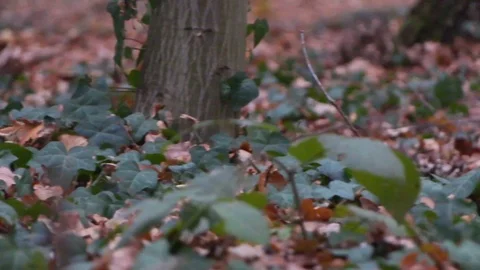 Forest in Zagreb, Croatia. Video stock 99156932