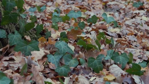 Forest in Zagreb, Croatia. Video stock 99156950
