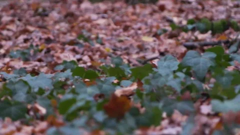 Forest in Zagreb, Croatia. Video stock 99156955