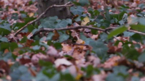 Forest in Zagreb, Croatia. Video stock 99156965