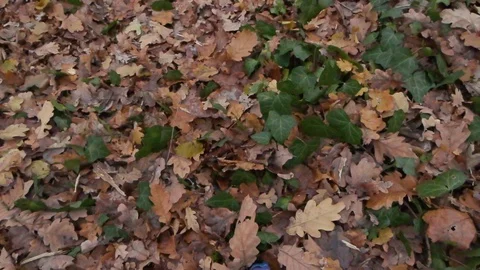 Forest in Zagreb, Croatia. Video stock 99156981