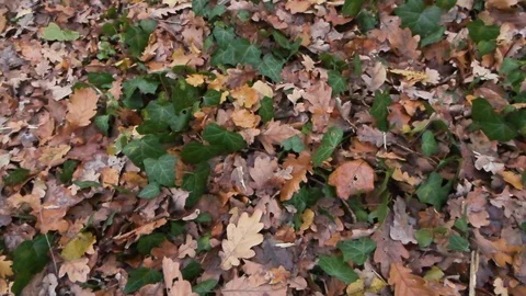 Forest in Zagreb, Croatia. Video stock 99156986