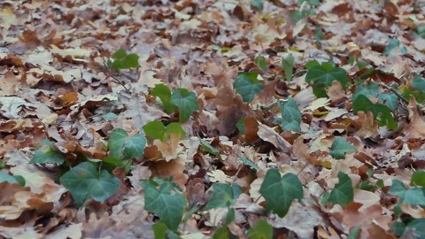 Forest in Zagreb, Croatia. Video stock 99157006