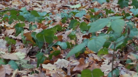 Forest in Zagreb, Croatia. Video stock 99157023