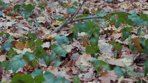 Forest in Zagreb, Croatia. Video stock 99157038