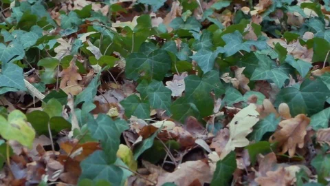 Forest in Zagreb, Croatia. Video stock 99157117