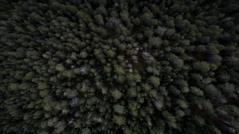 Forest zenithal view 4K drone footage Stock Footage 296273768