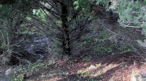 Forest Zoom In and Tree 스톡 동영상 56133511