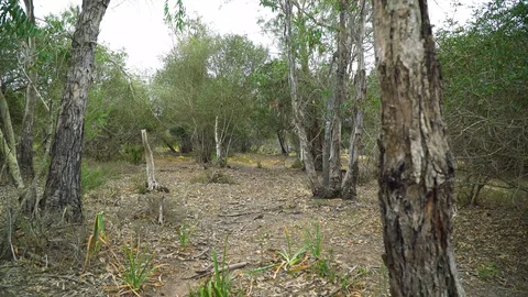 Forest zoom in Video stock 129783240