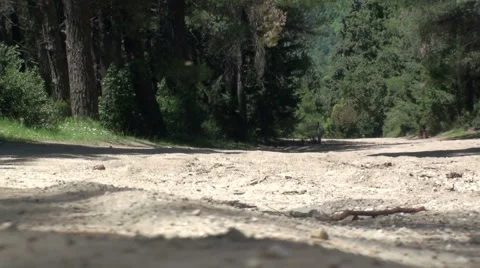 Forest zoom out Stock Footage 41644279