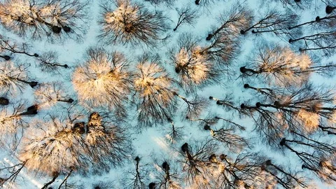 Forest zoom view Video stock 105719145