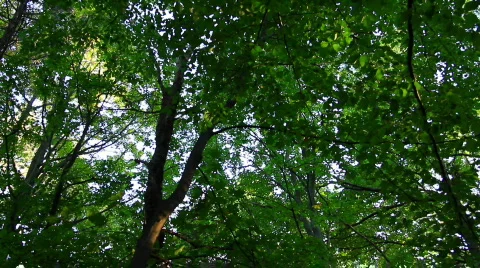 Forest03-Trees-Pans Stock Footage 856819