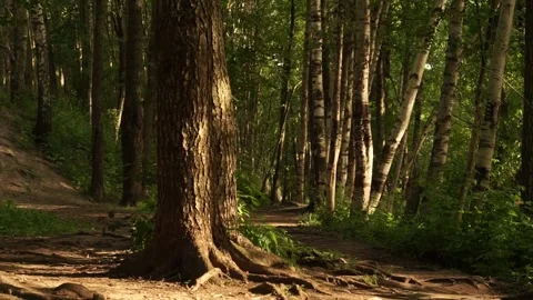 Forest1 Stock Footage 134009182
