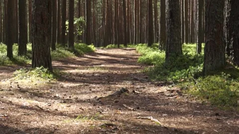 Forest1 Stock Footage 134549016