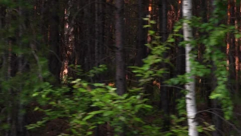 Forest1 Stock Footage 339023934