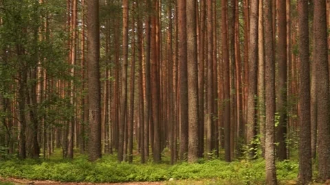 Forest10 Stock Footage 134548867