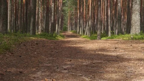 Forest12 Stock Footage 134549013