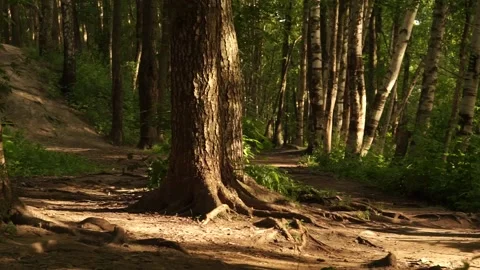 Forest2 Stock Footage 134008984